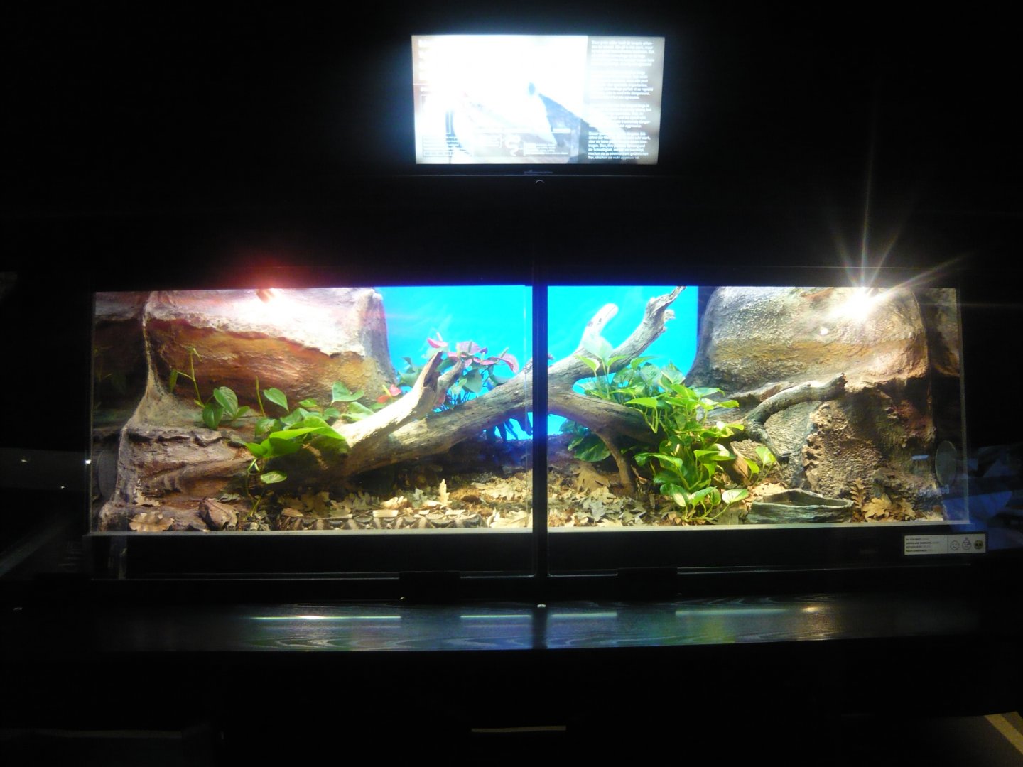 Gaboon viper vivarium