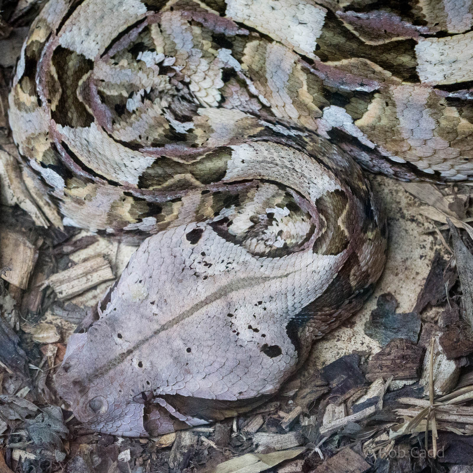 Gaboon viper : Wingham : 13 Oct 2014
