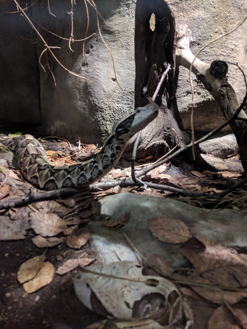 Gaboon Viper Zoo Praha 2018