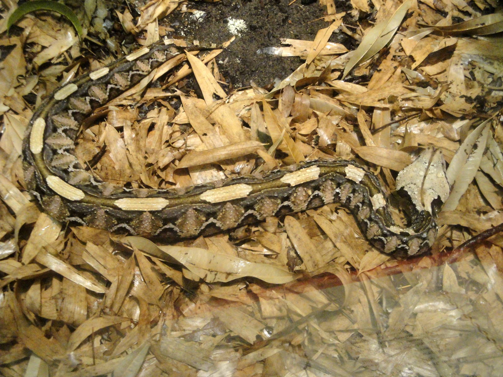 Gaboon Viper