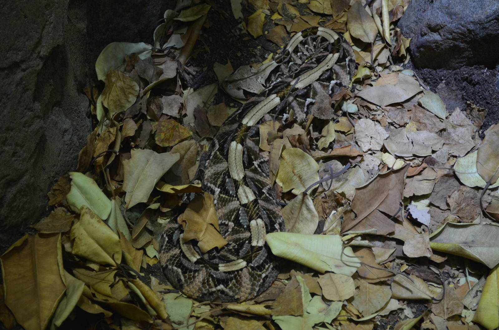 GABOON VIPER