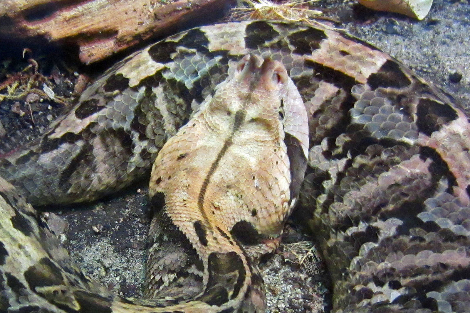 Gaboon Viper