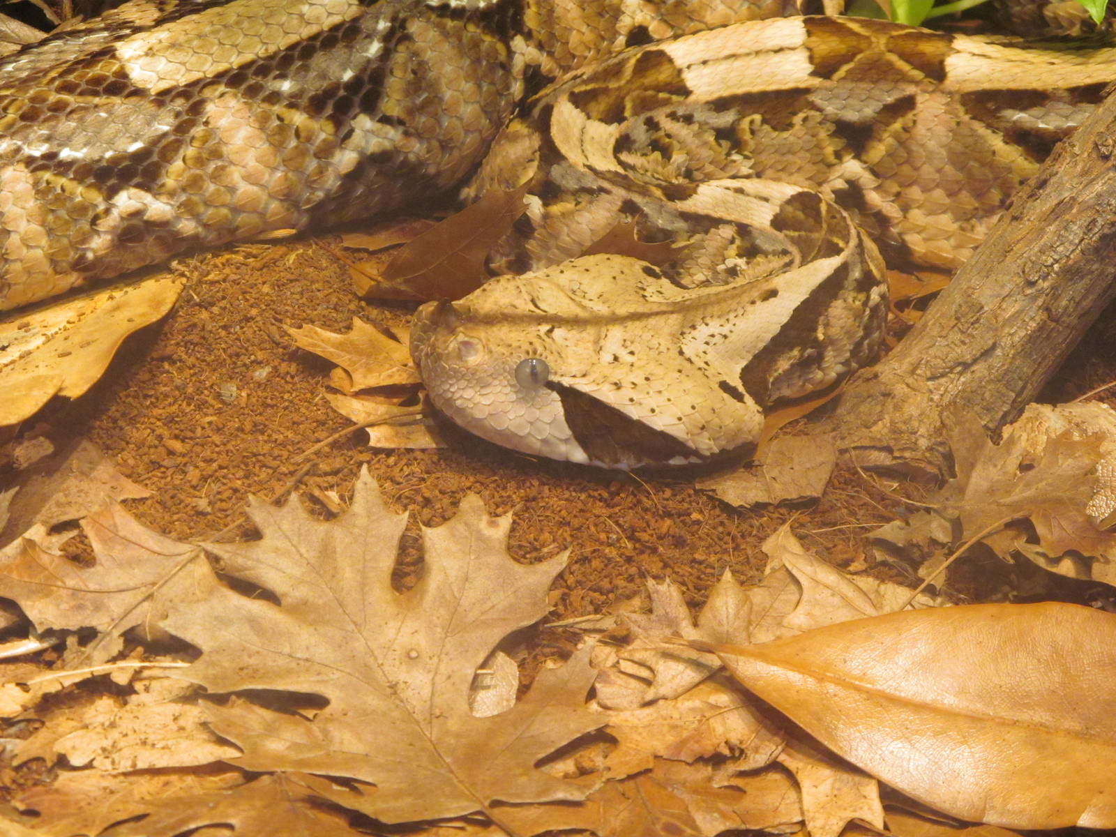 Gaboon Viper