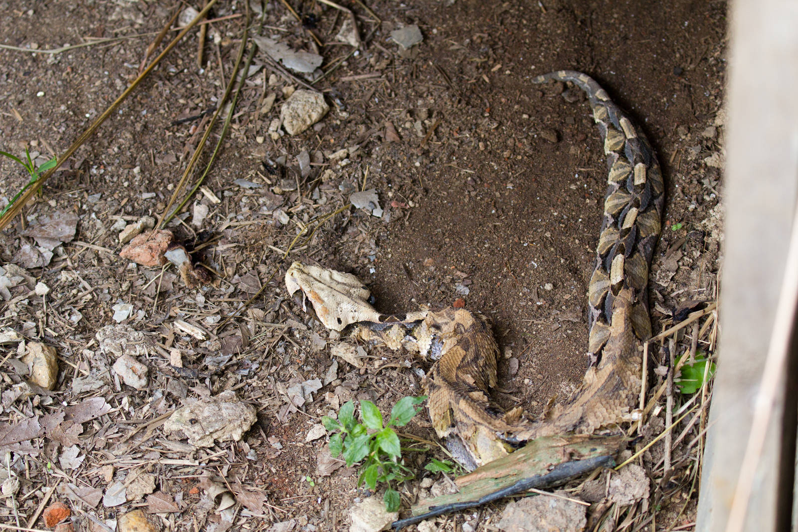 Gaboon Viper