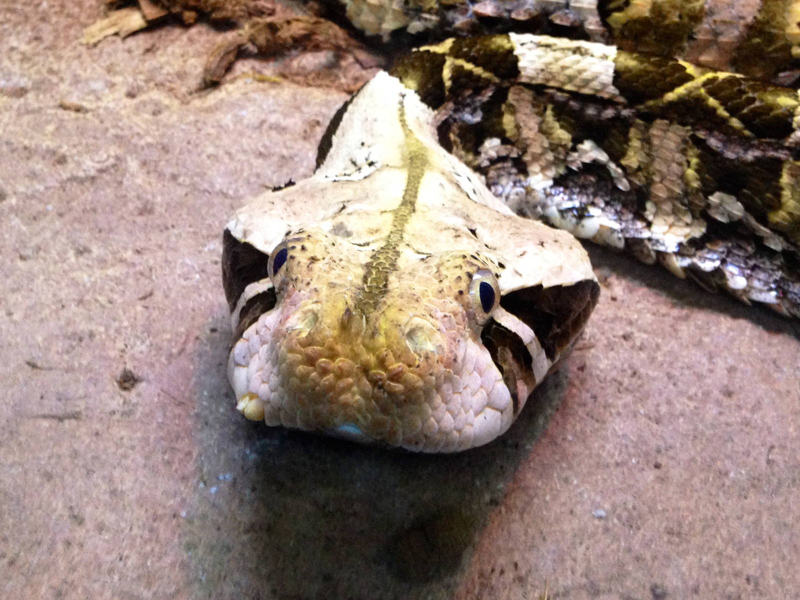 Gaboon Viper