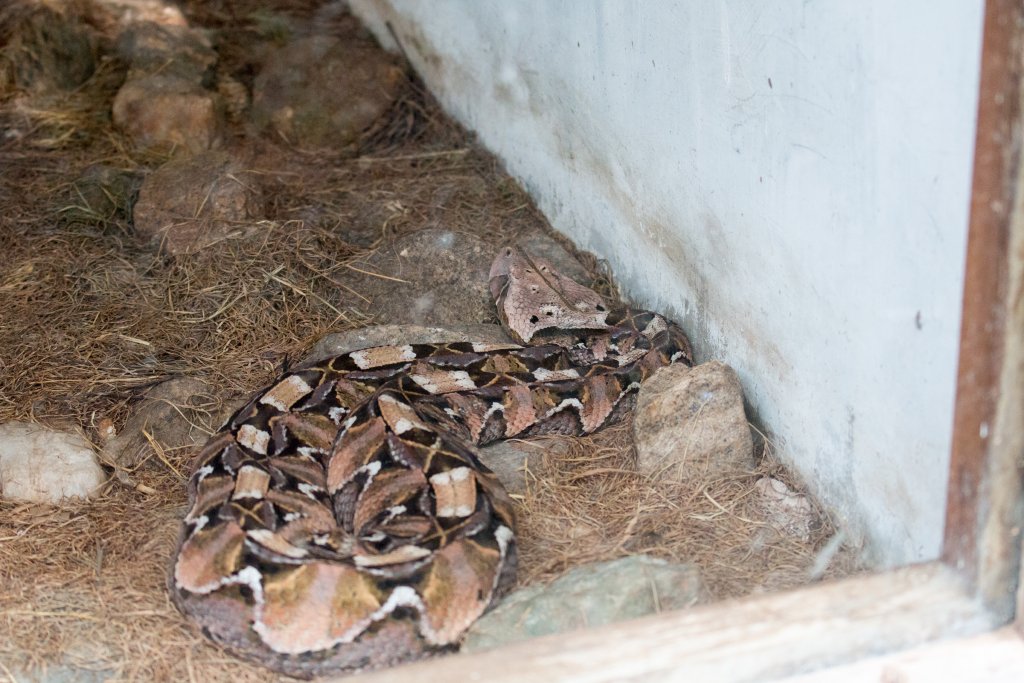 Gaboon Viper