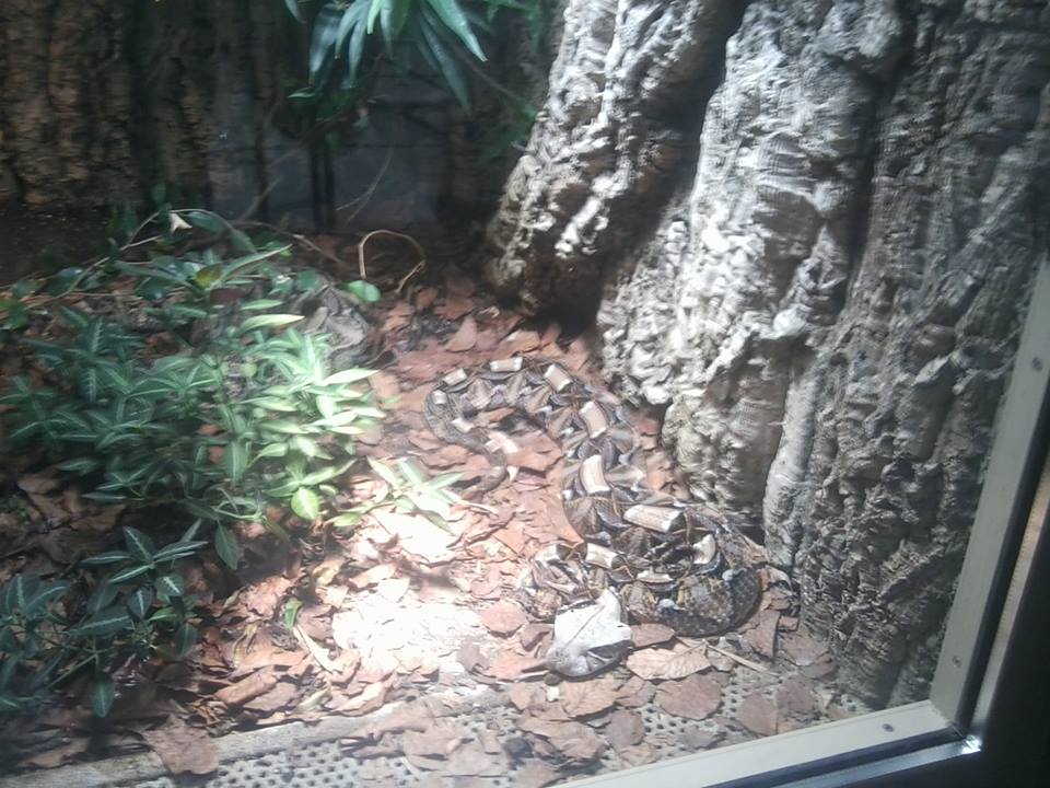 Gaboon viper