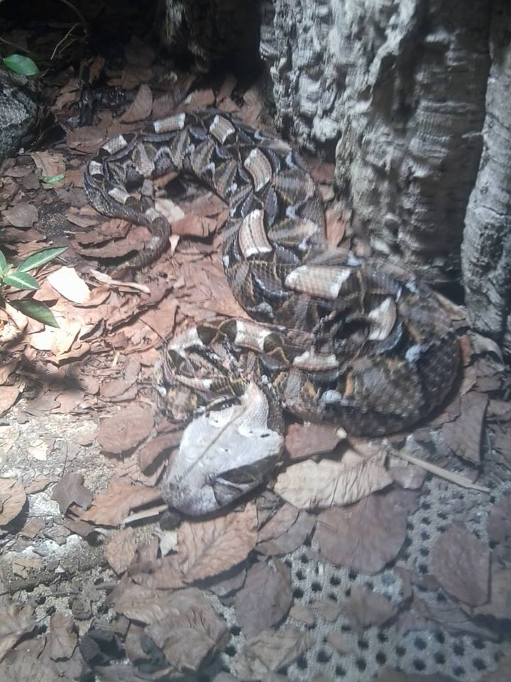 Gaboon viper