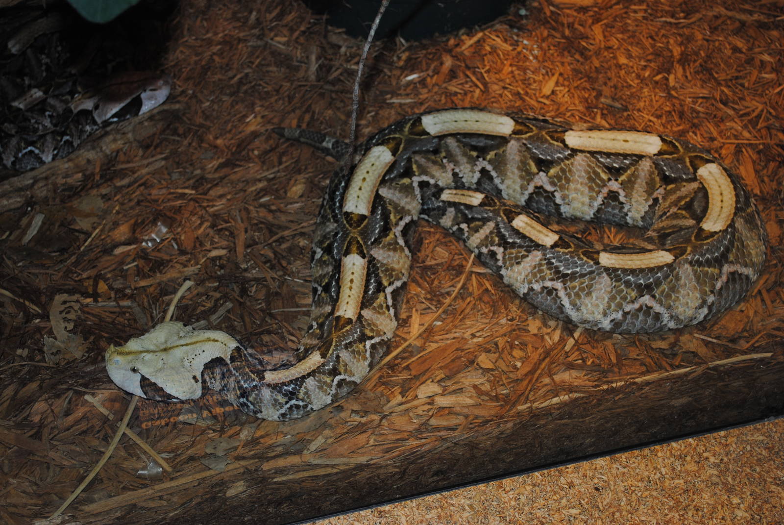 Gaboon Viper