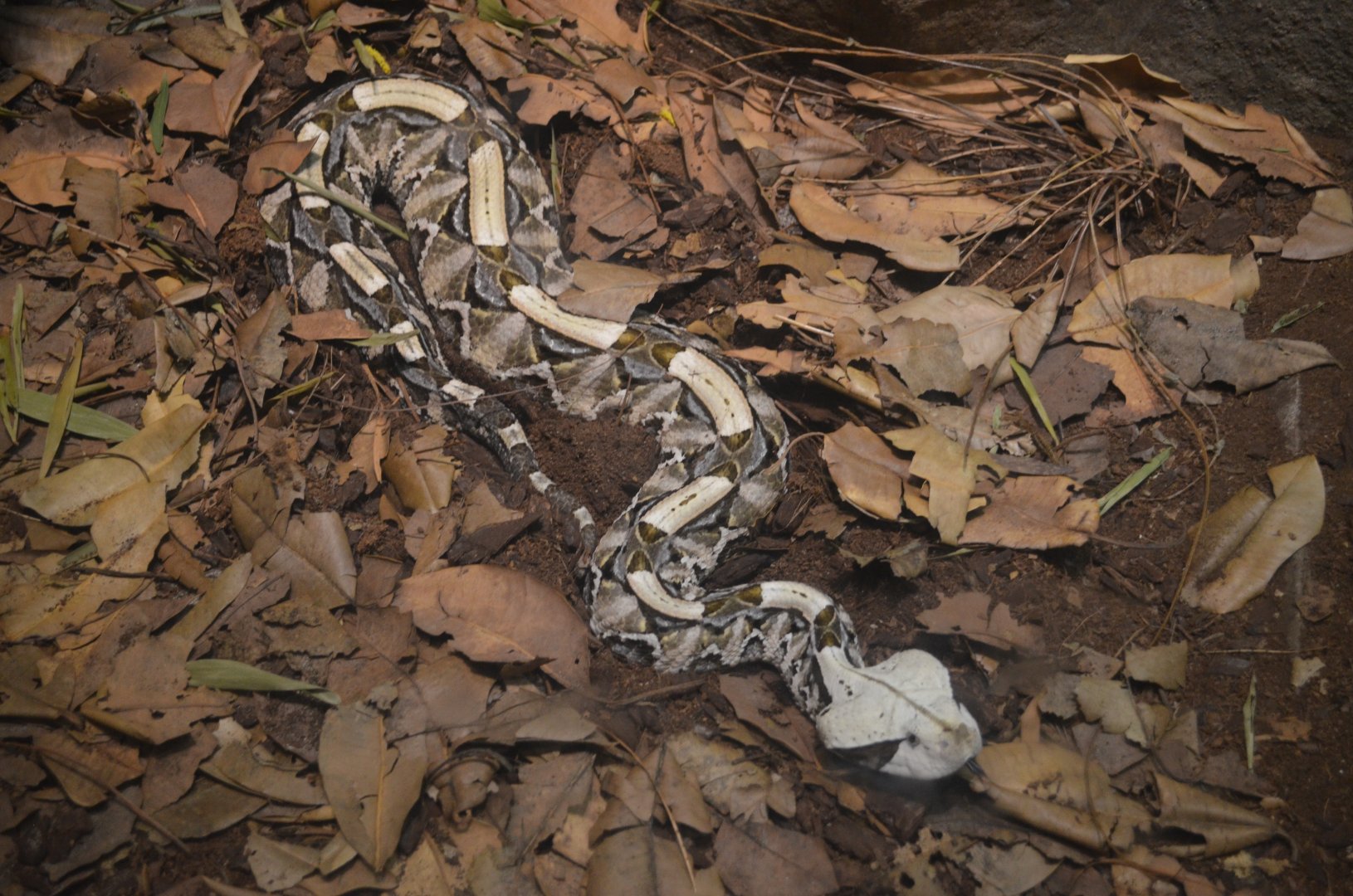 Gaboon Viper