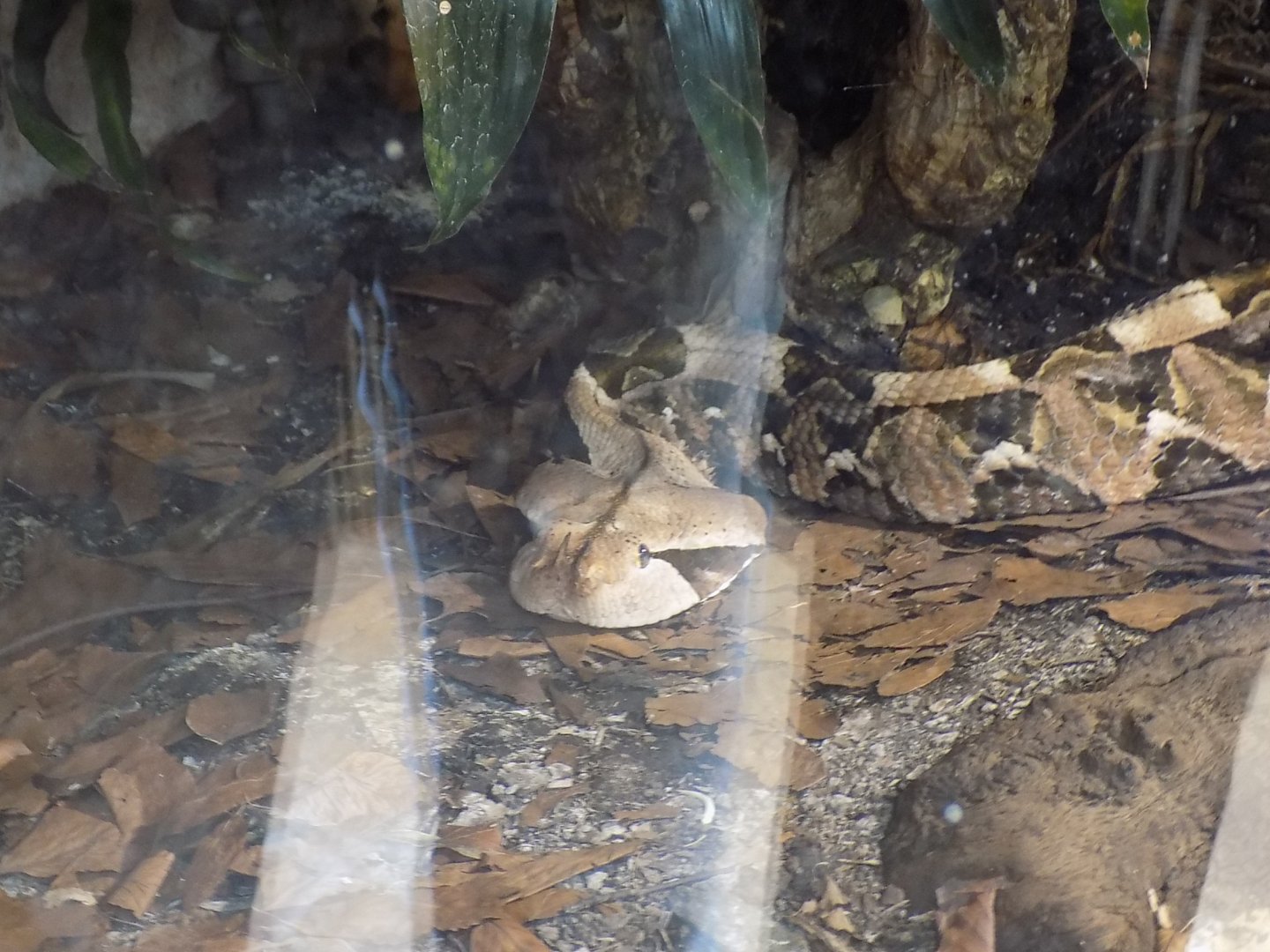 Gaboon Viper
