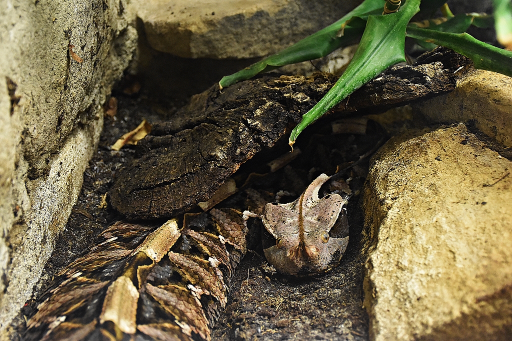 Gaboon viper