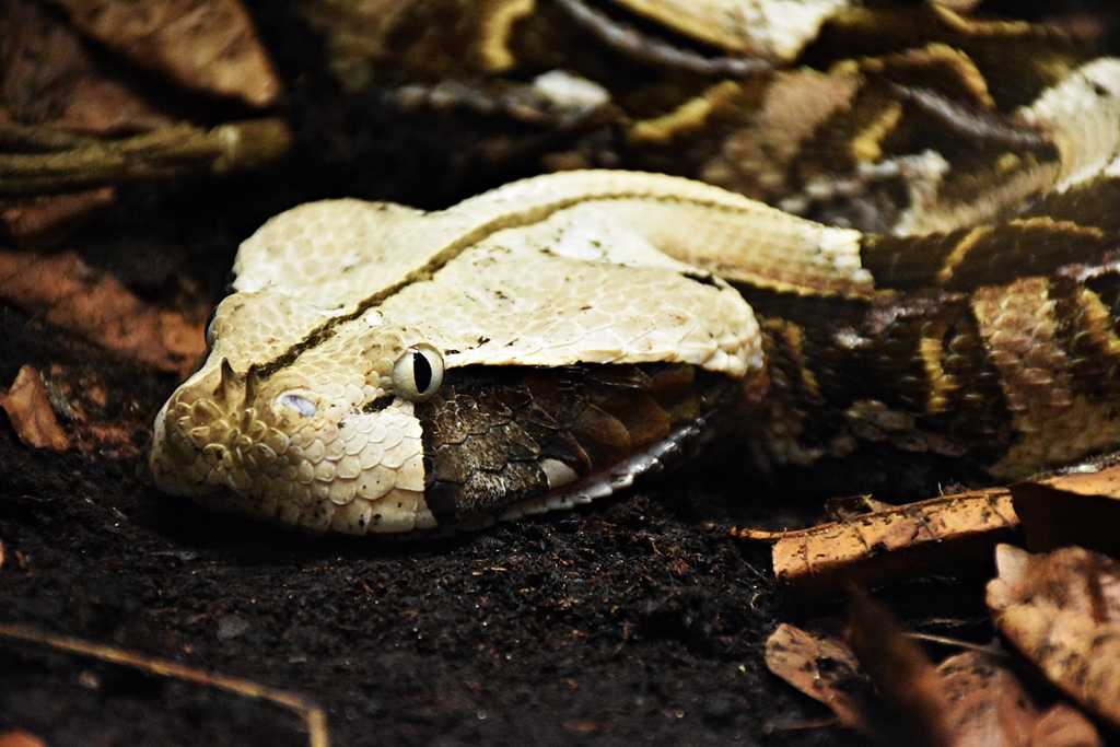 Gaboon viper