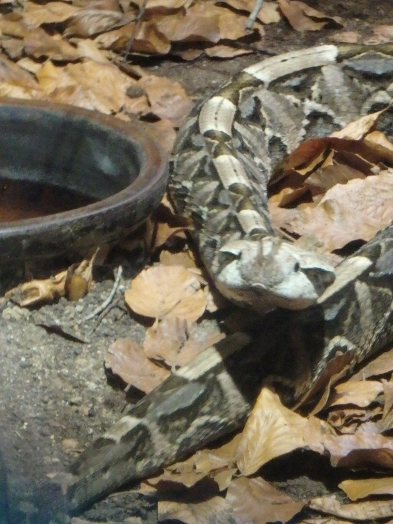 Gaboon viper