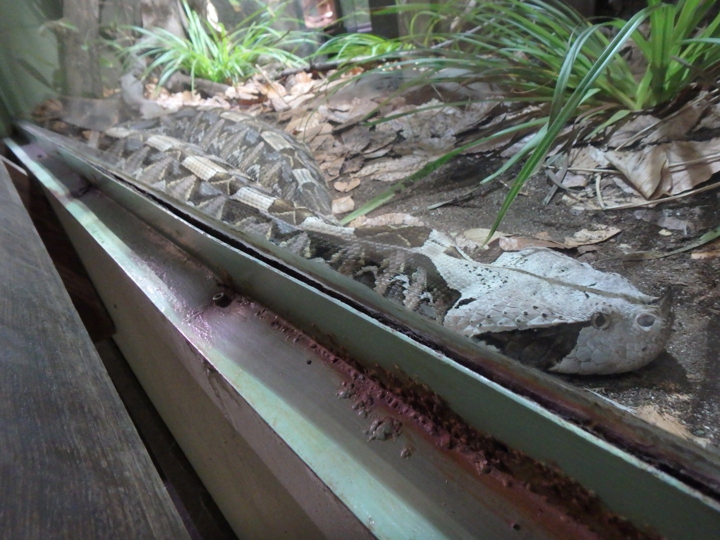 Gaboon viper