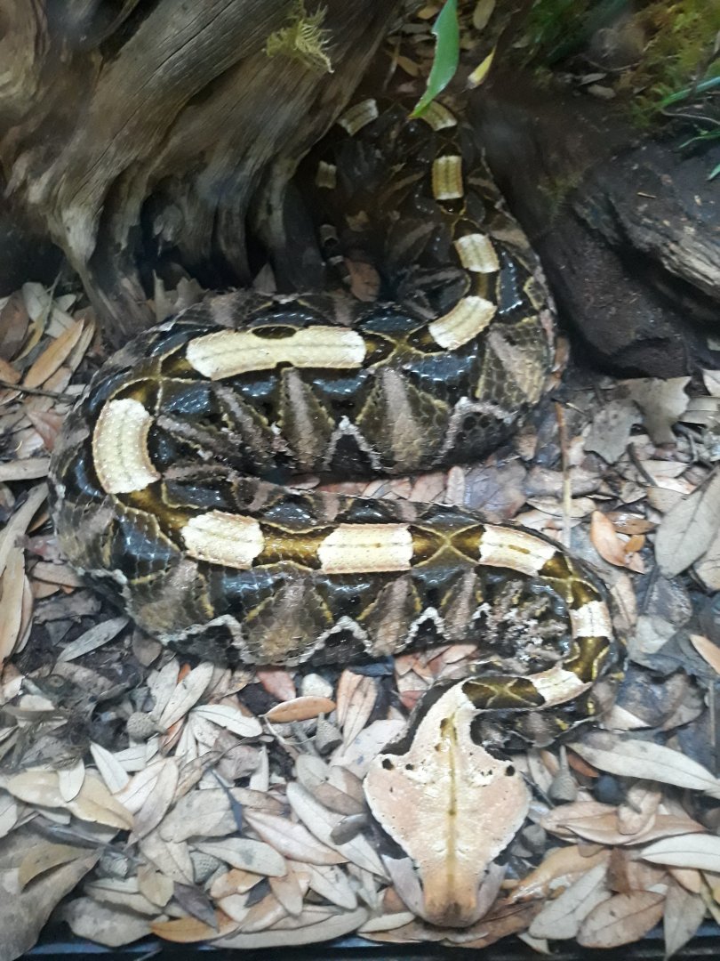 Gaboon viper