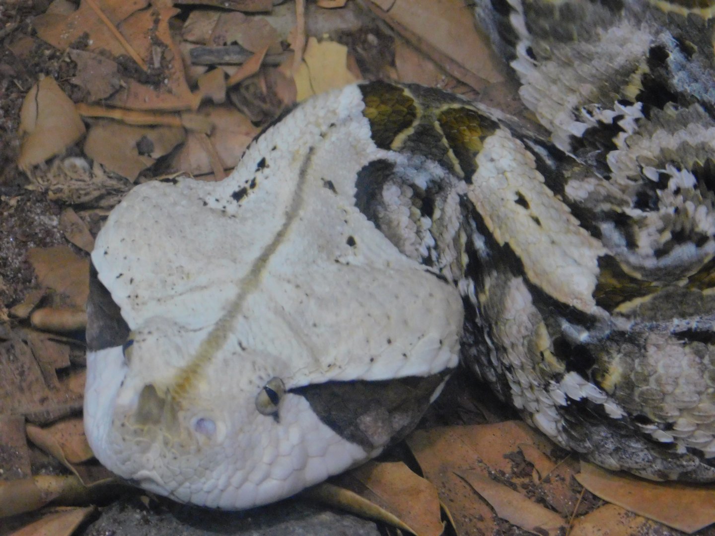 Gaboon Viper