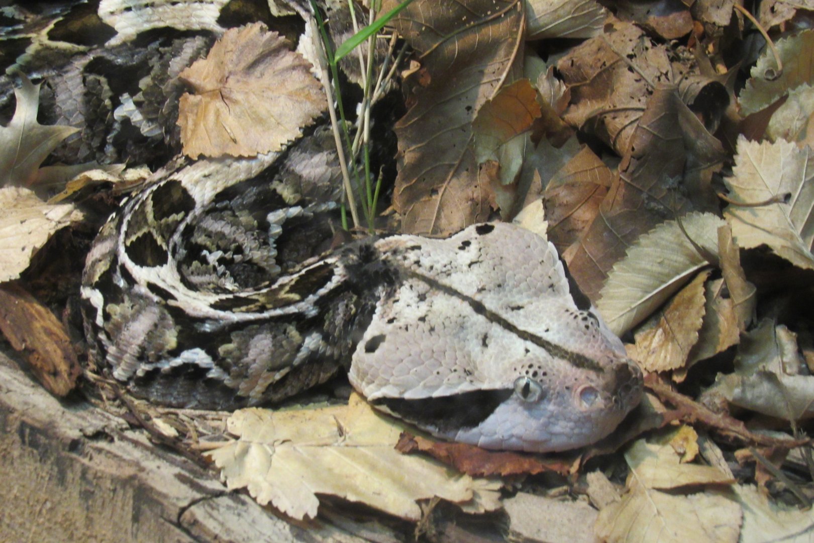 gaboon viper