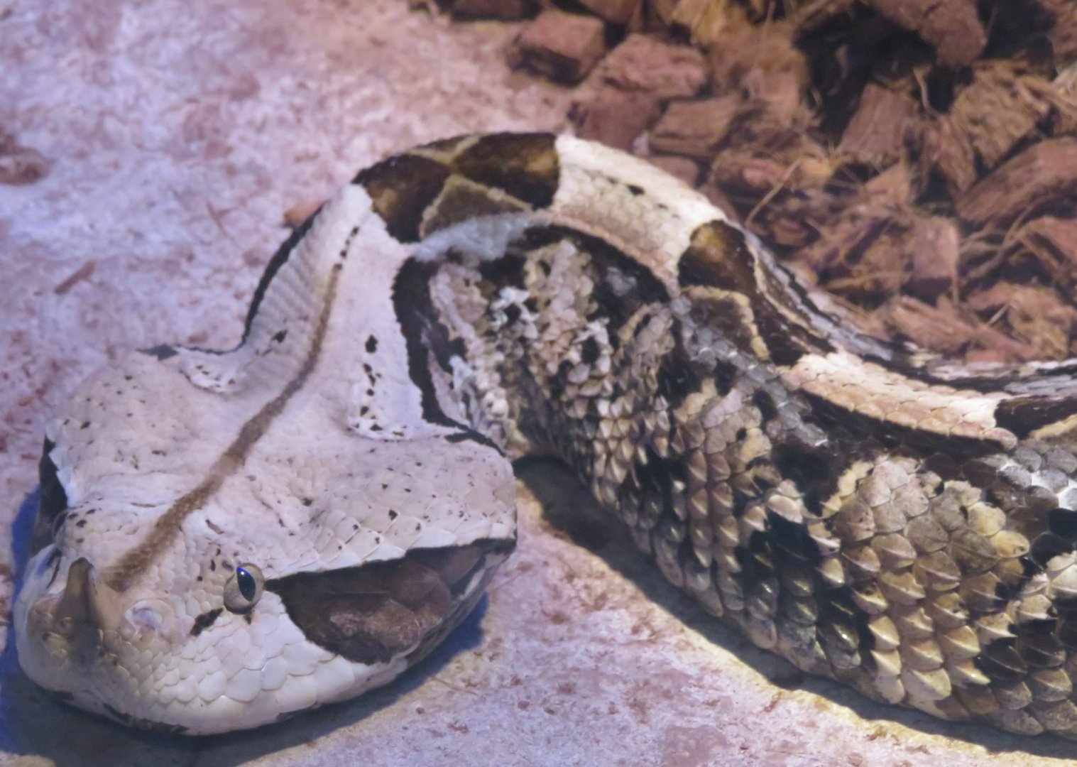 Gaboon viper