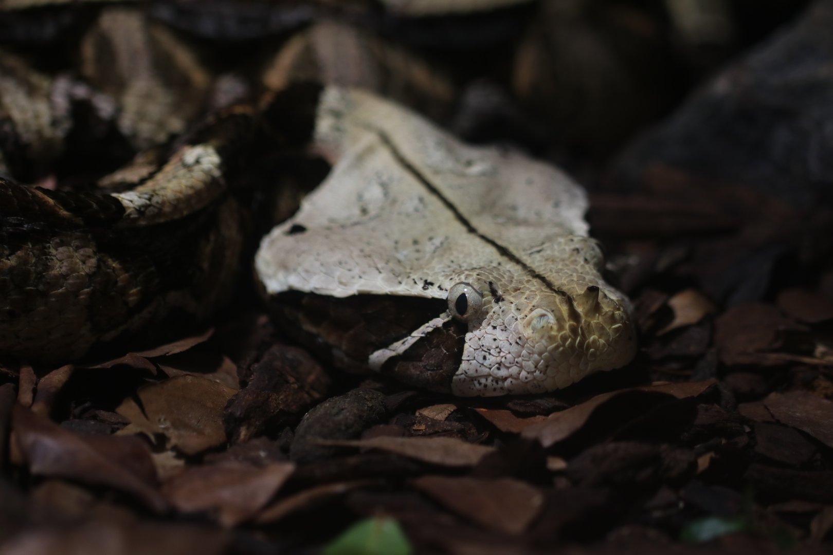 Gaboon viper