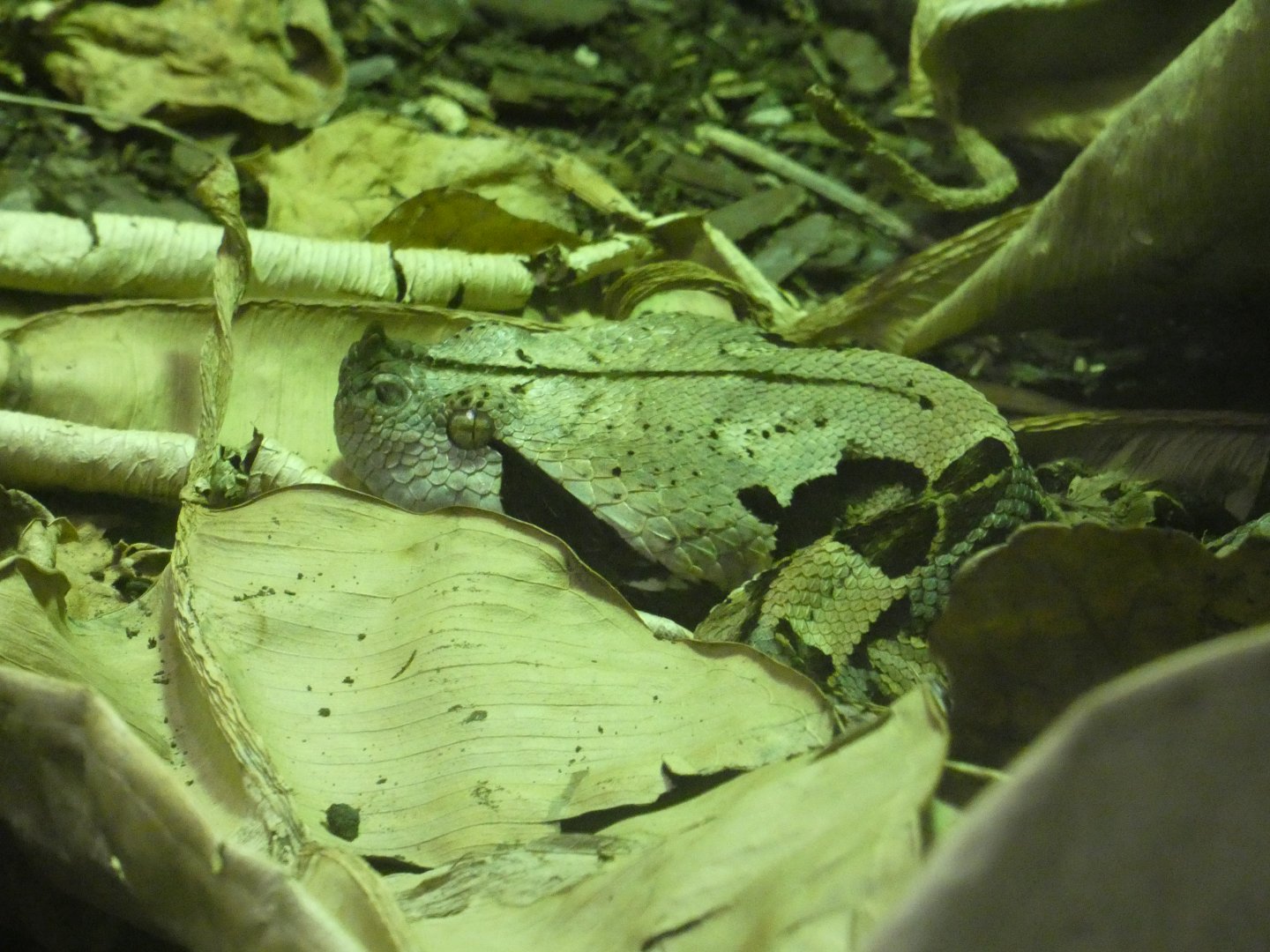 Gaboon Viper