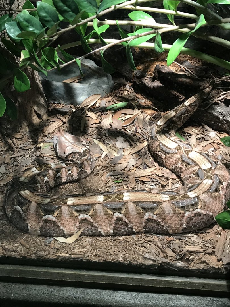 Gaboon viper