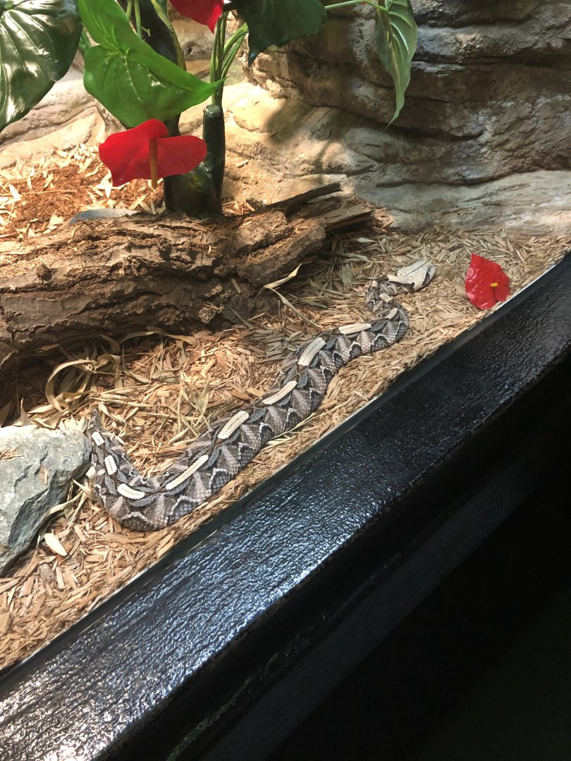 Gaboon Viper