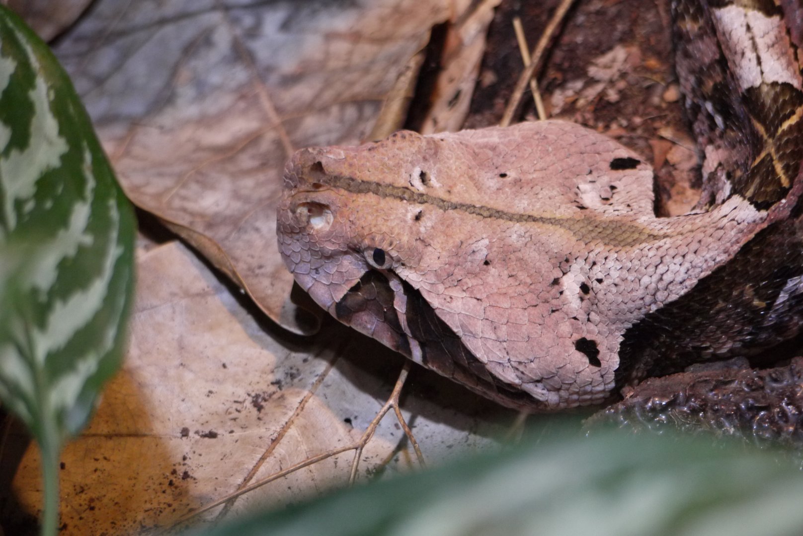Gaboon Viper