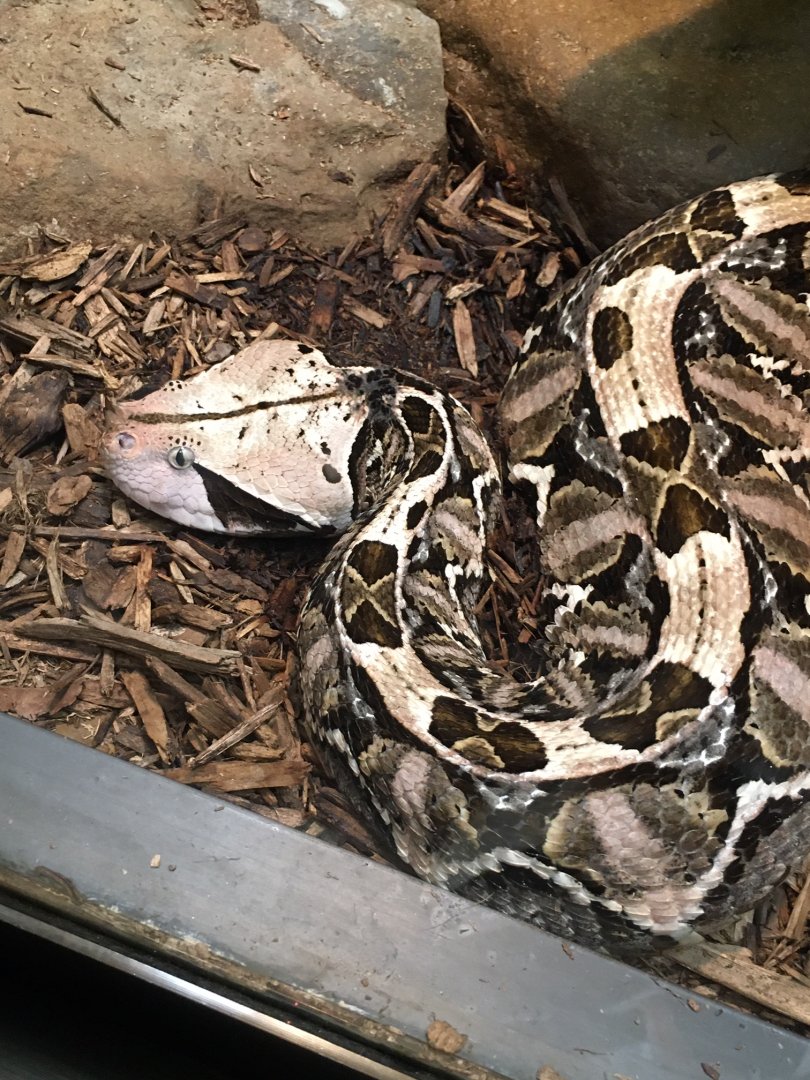 Gaboon Viper