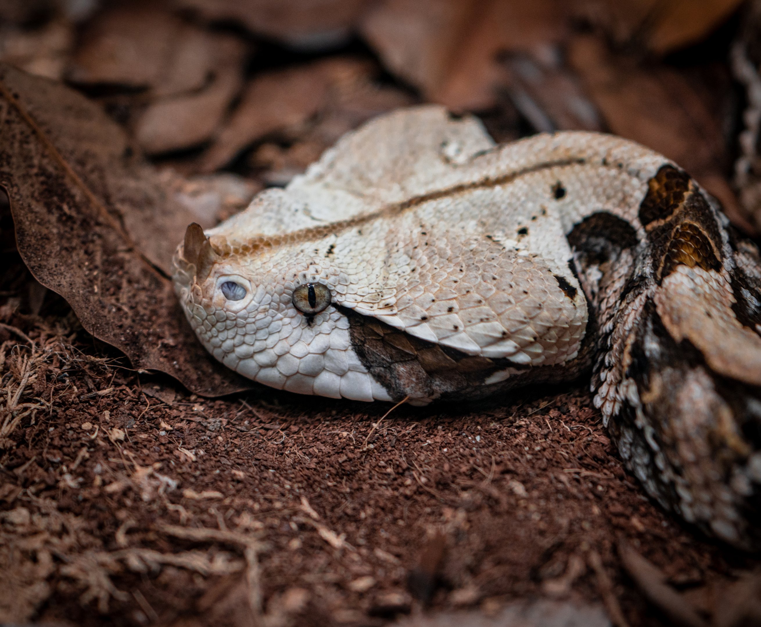 Gaboon Viper
