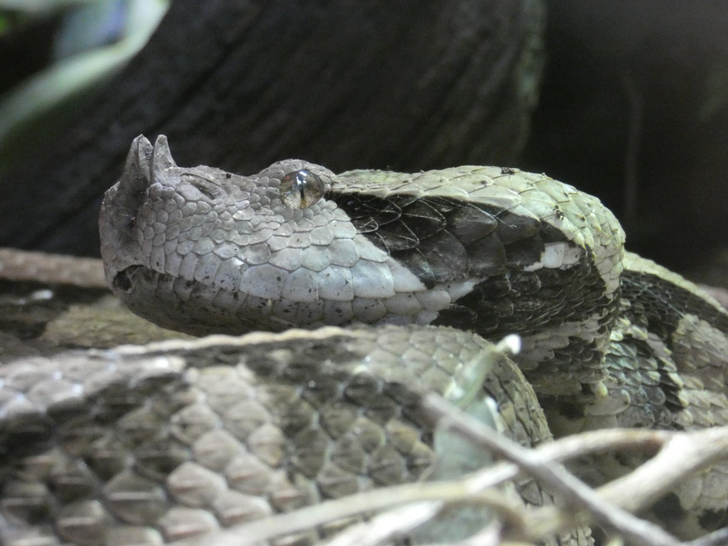 Gaboon viper