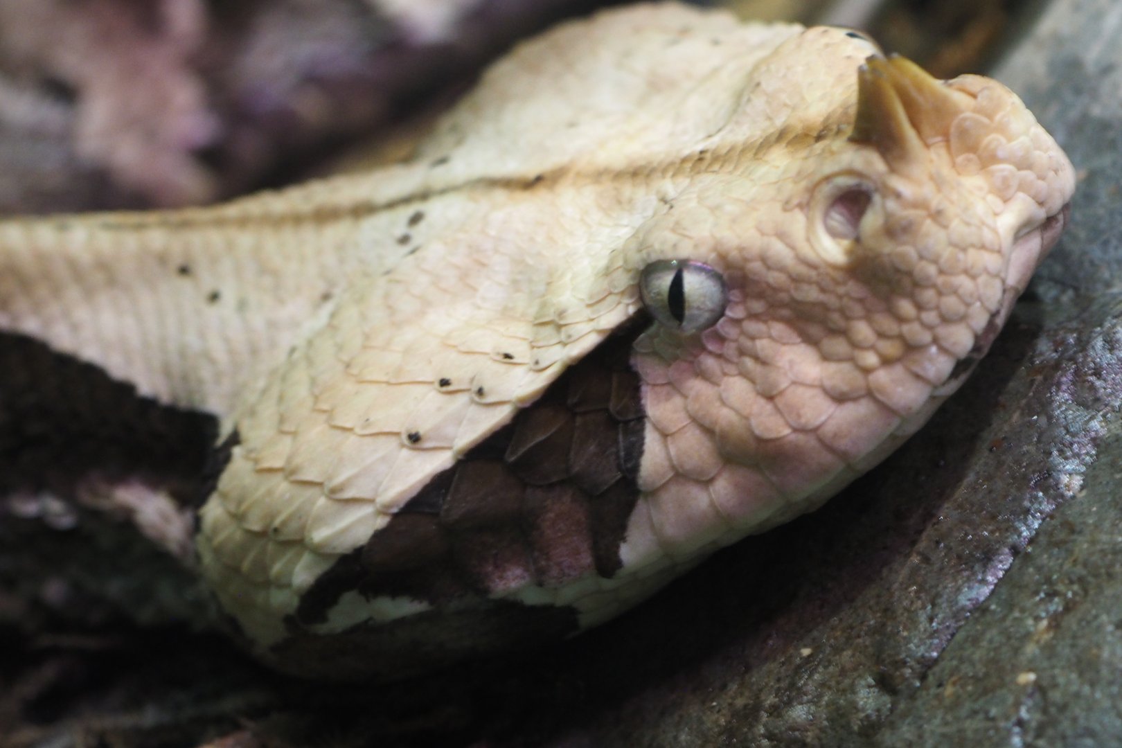 Gaboon viper