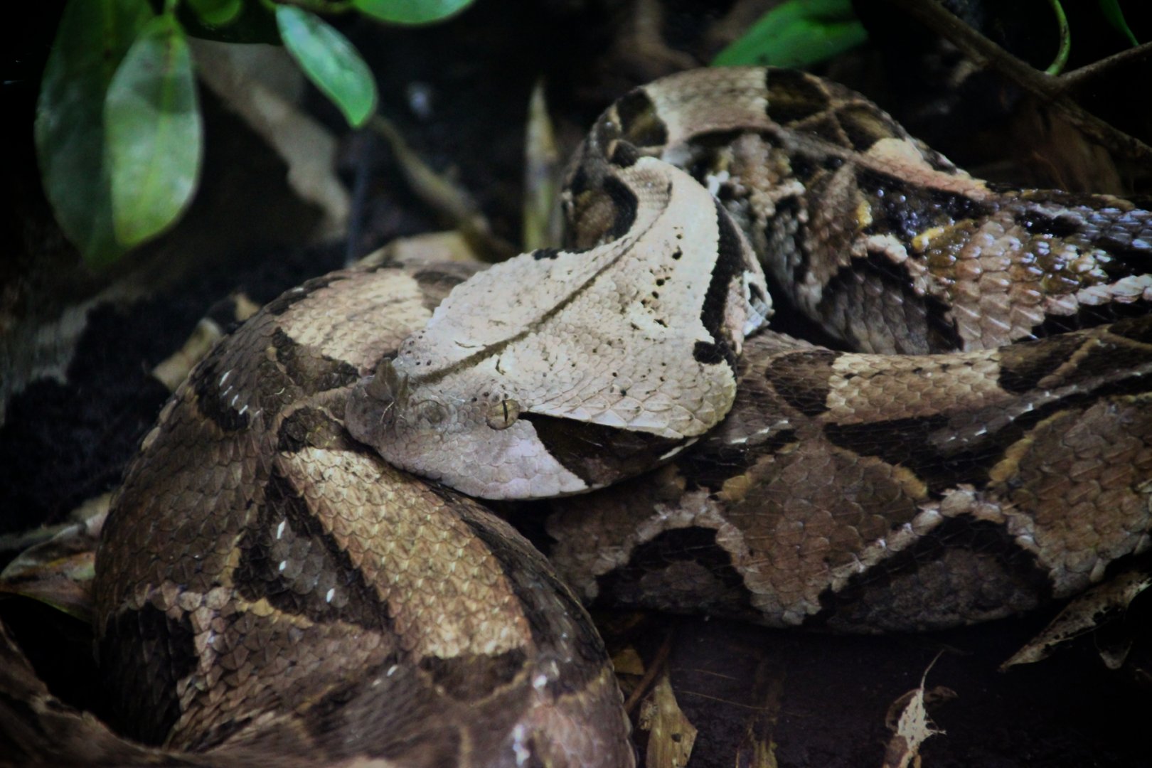 Gaboon Viper