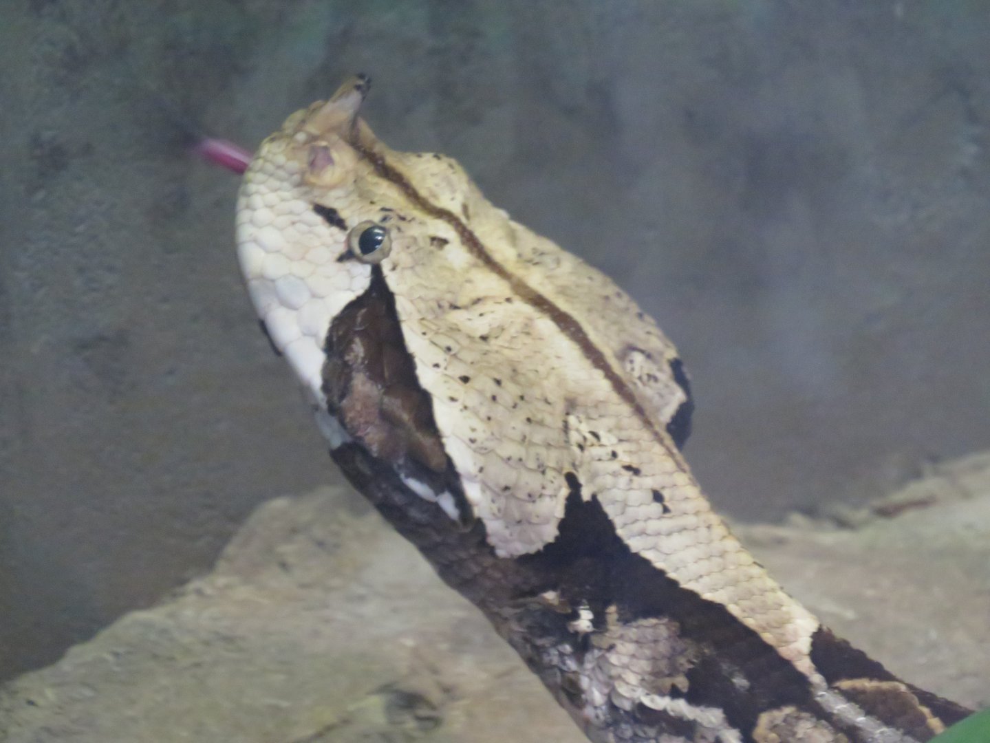 Gaboon viper