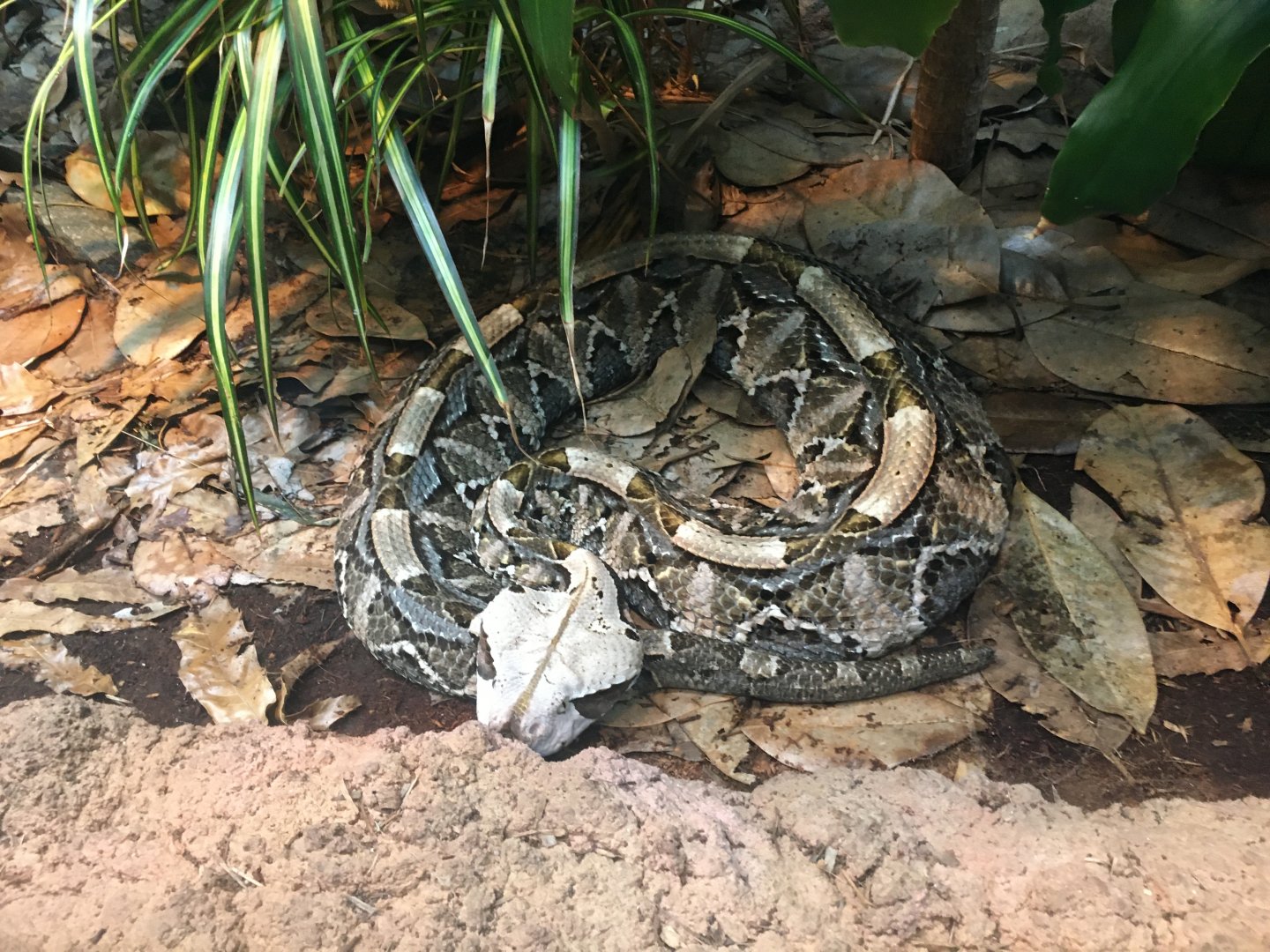 gaboon viper