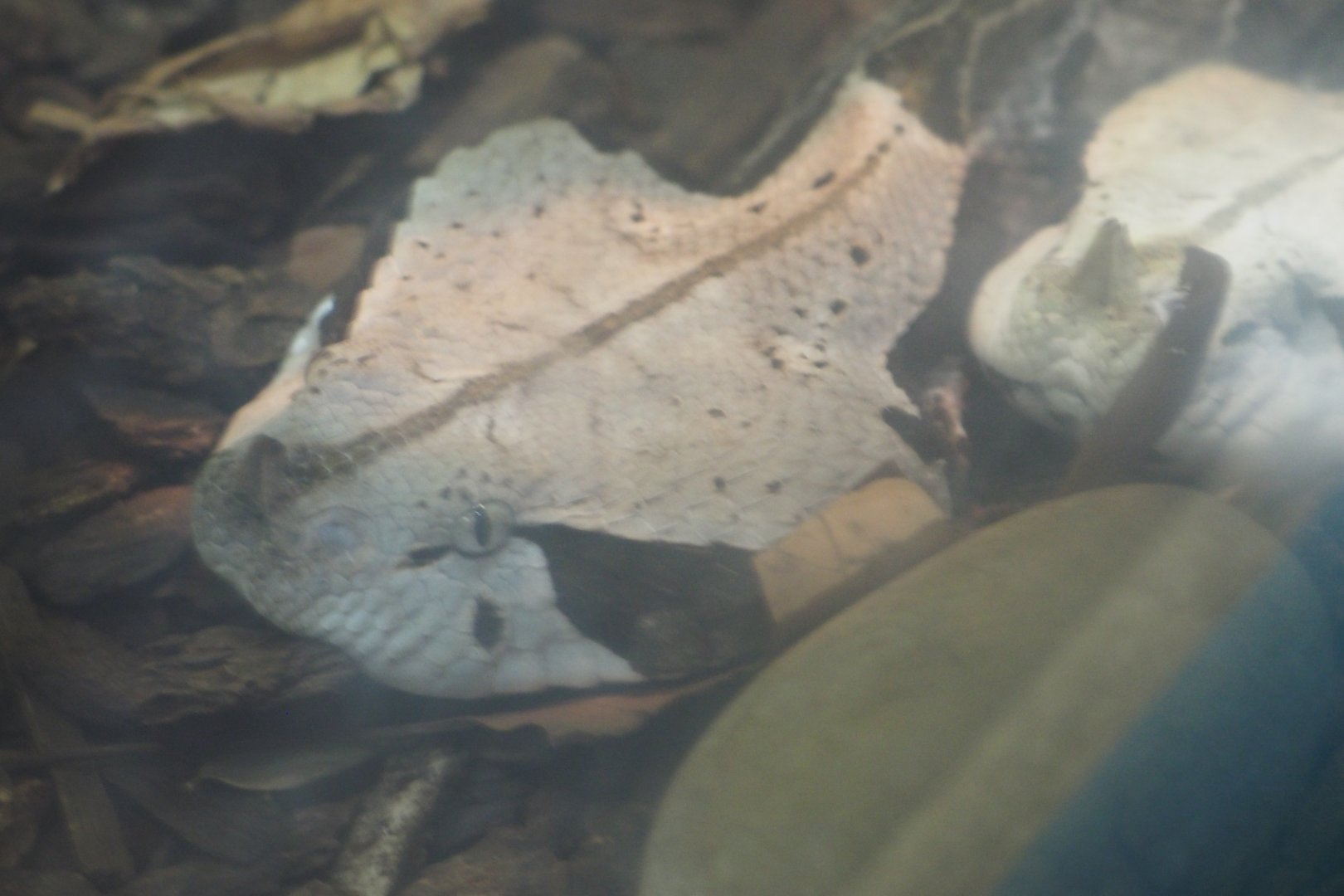 Gaboon viper