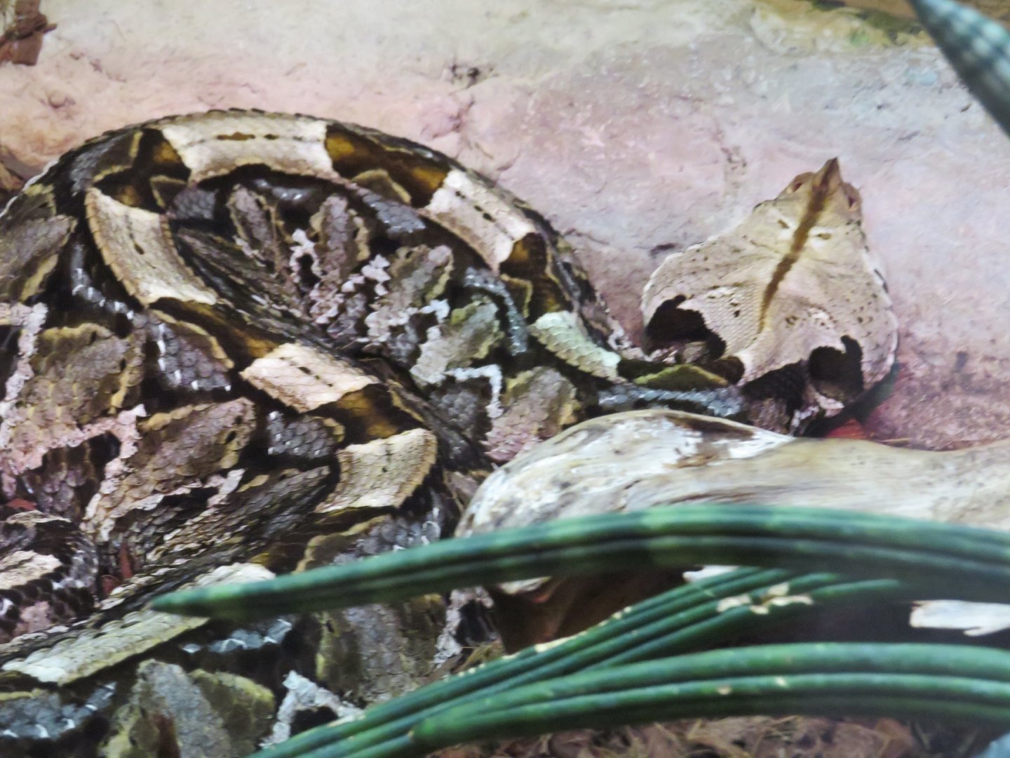 Gaboon viper