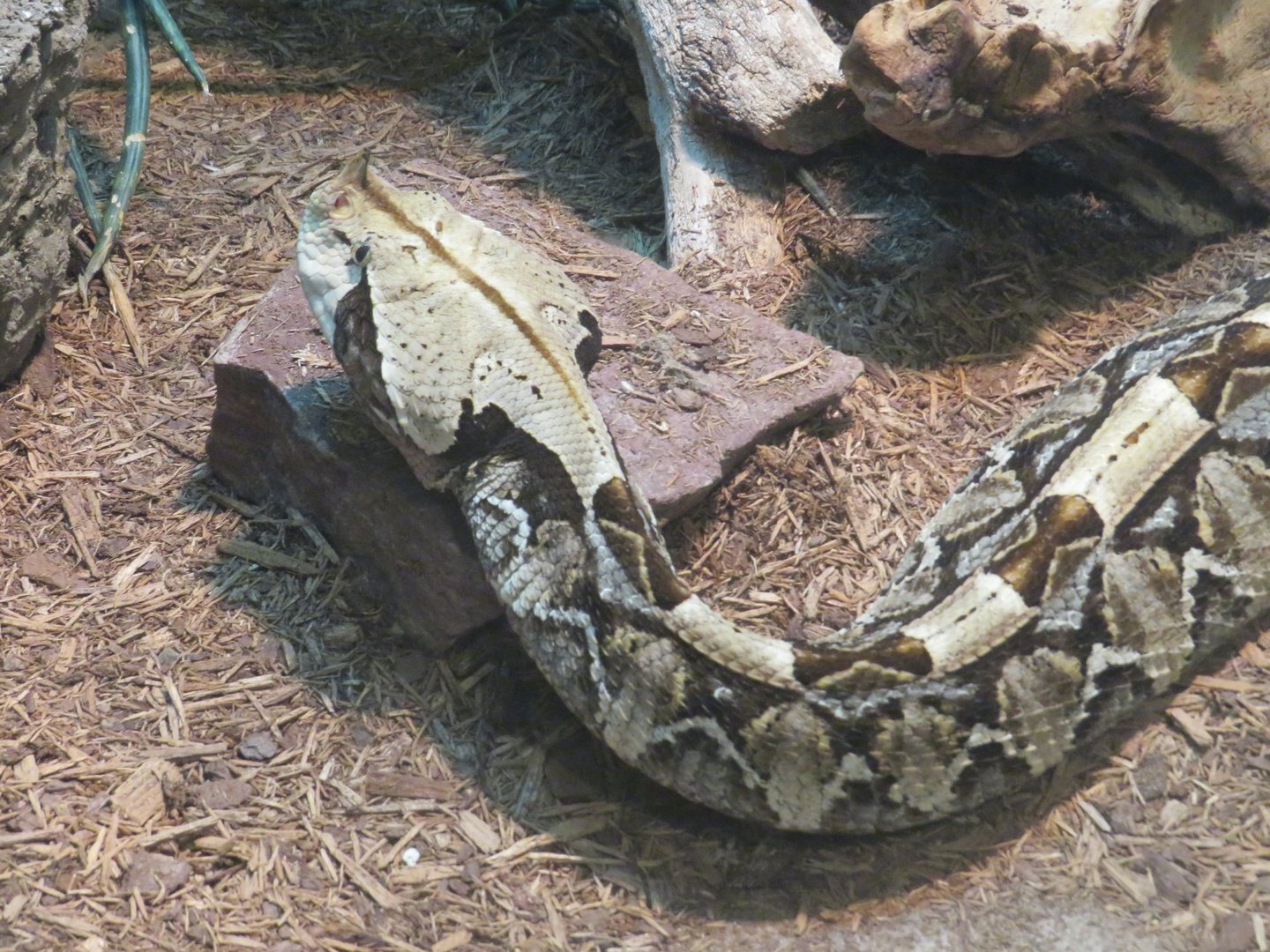 Gaboon viper