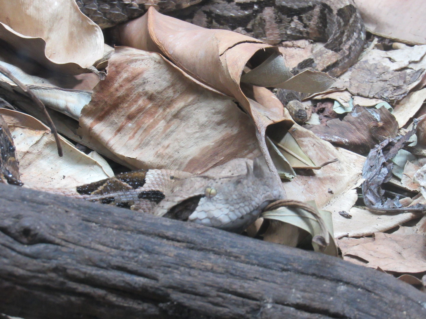 Gaboon Viper