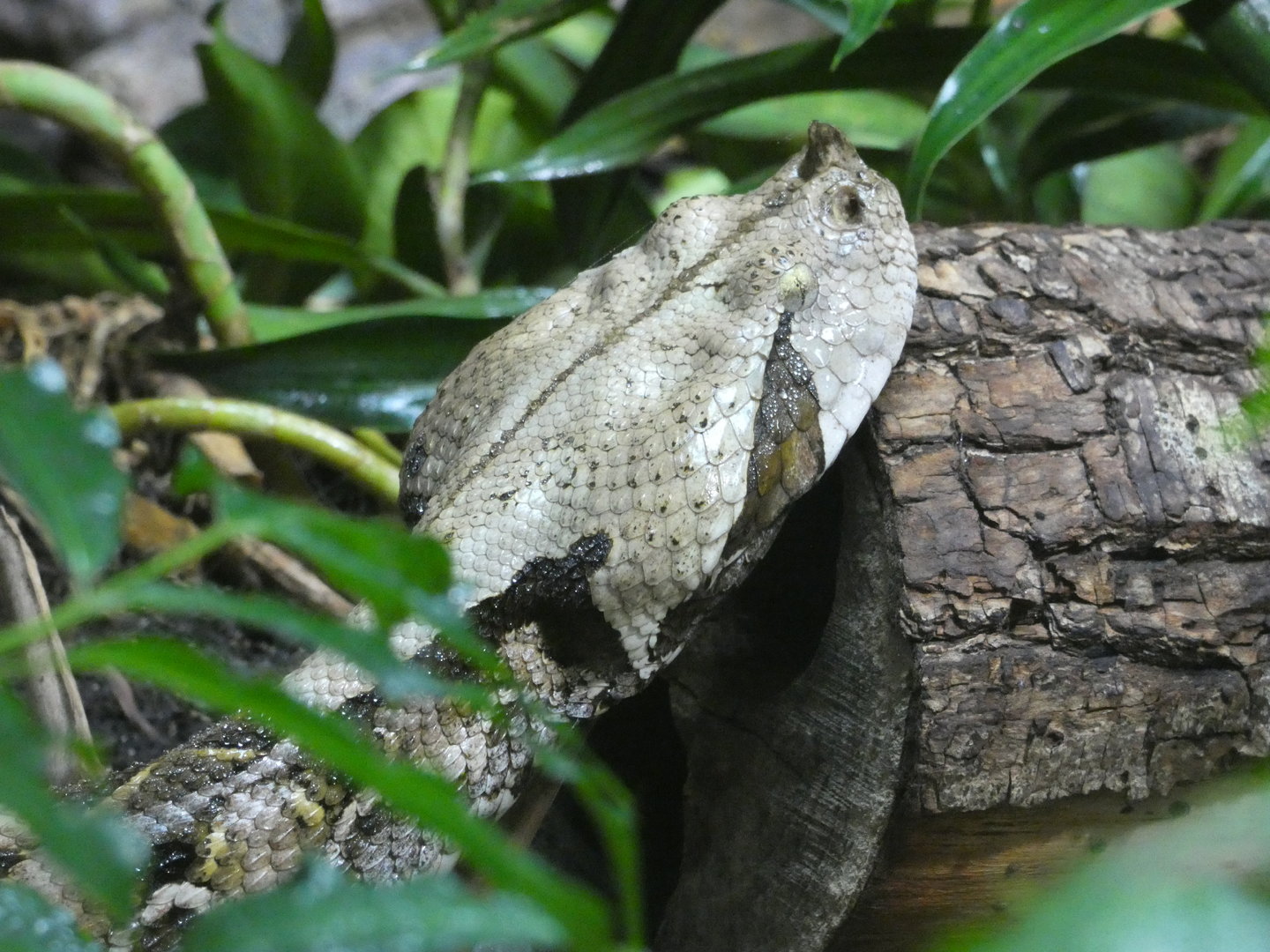 Gaboon viper