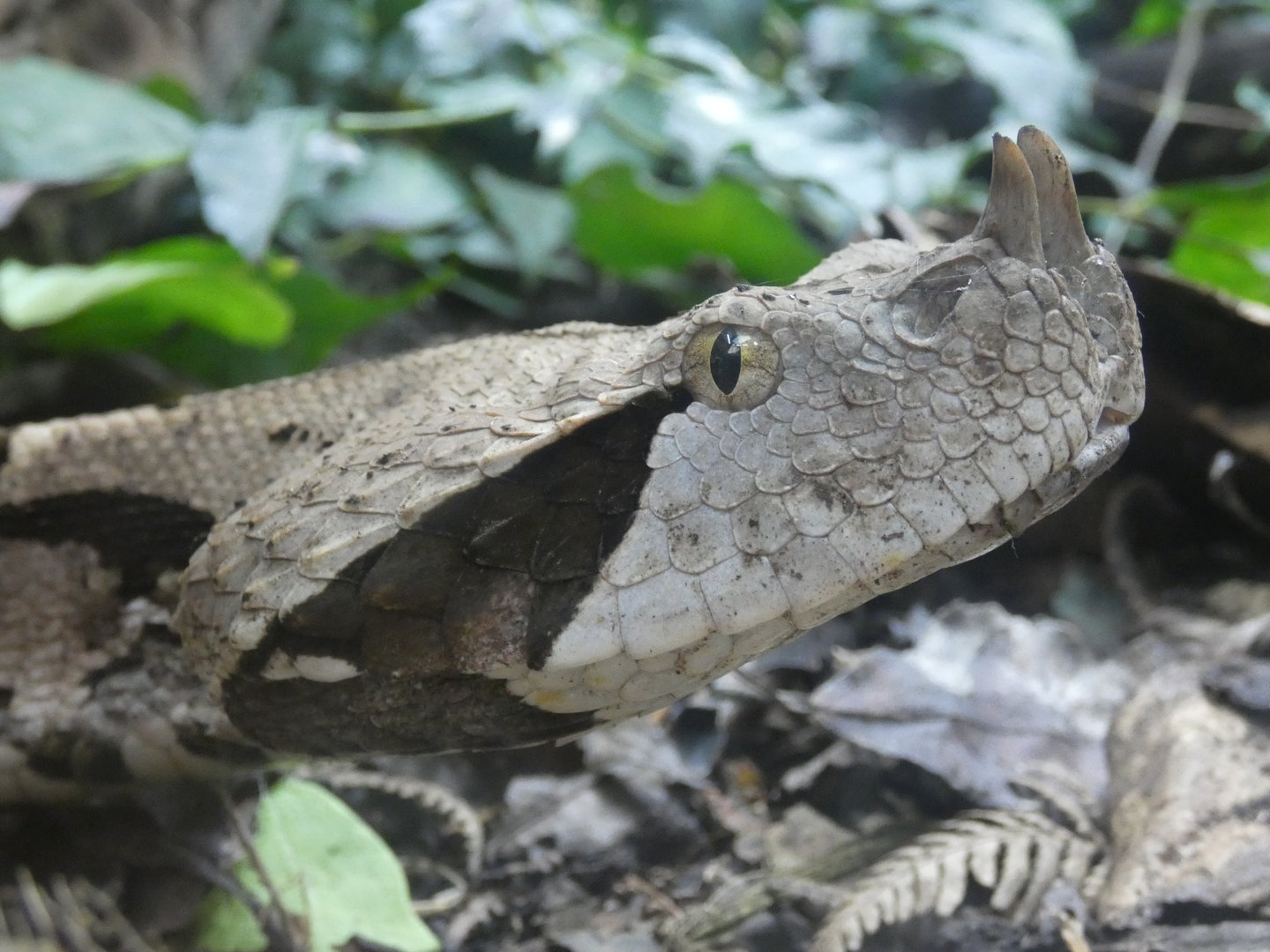 Gaboon viper