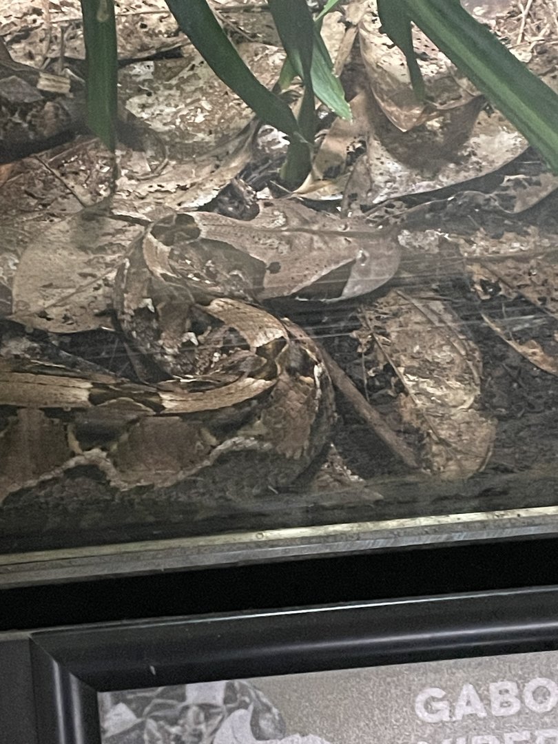 Gaboon Viper