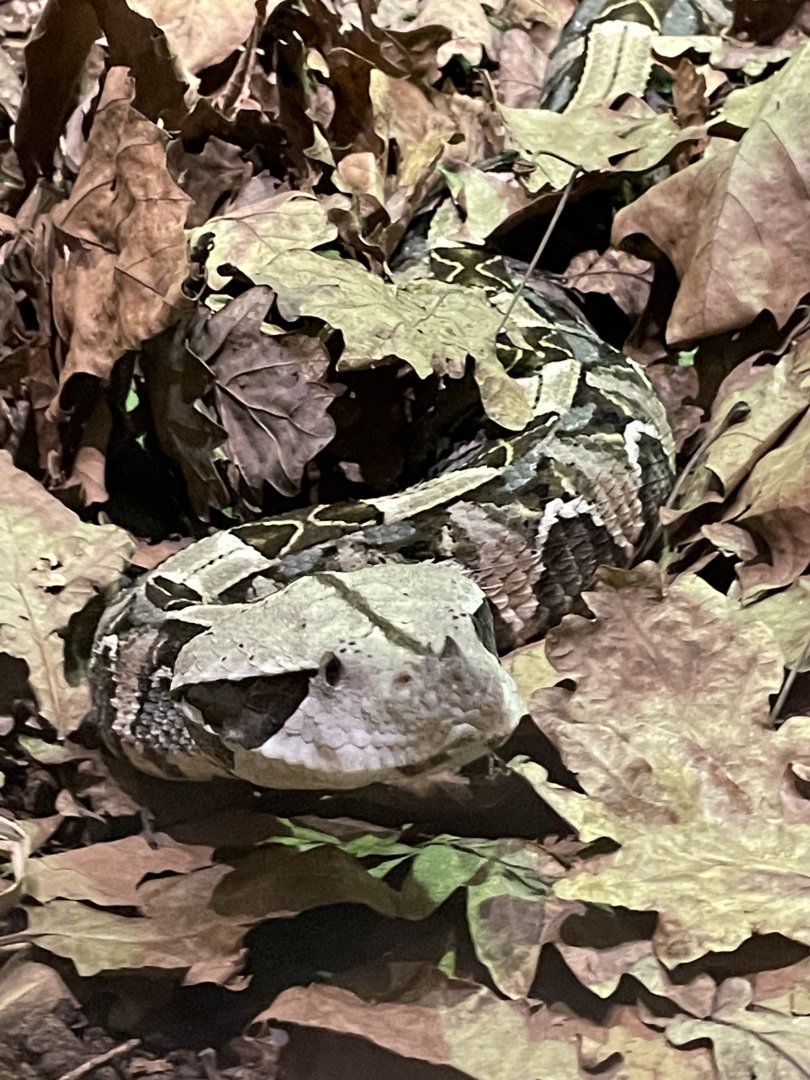 Gaboon Viper