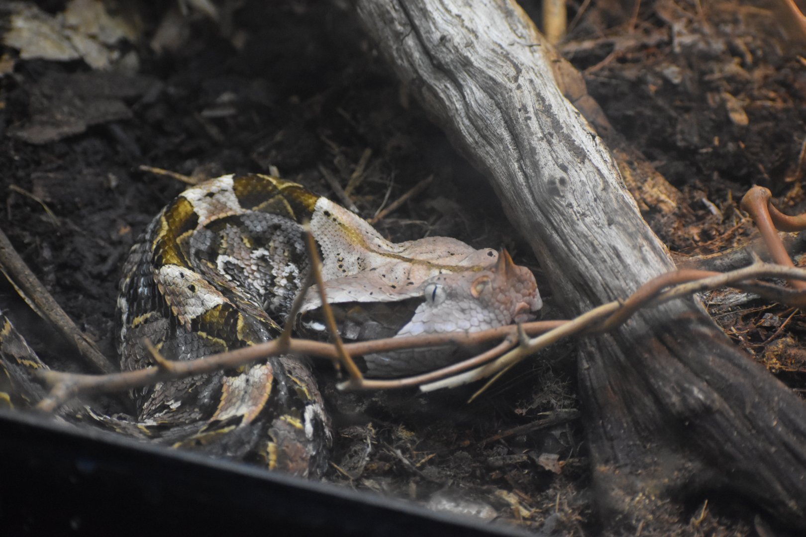 Gaboon Viper