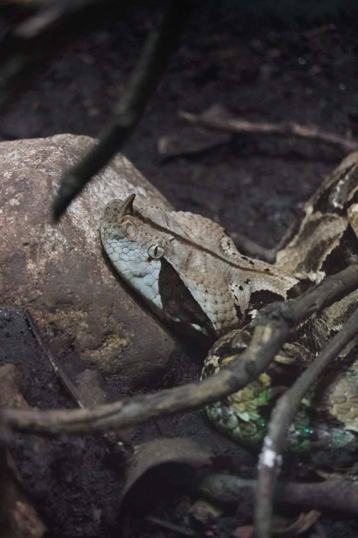 Gaboon Viper
