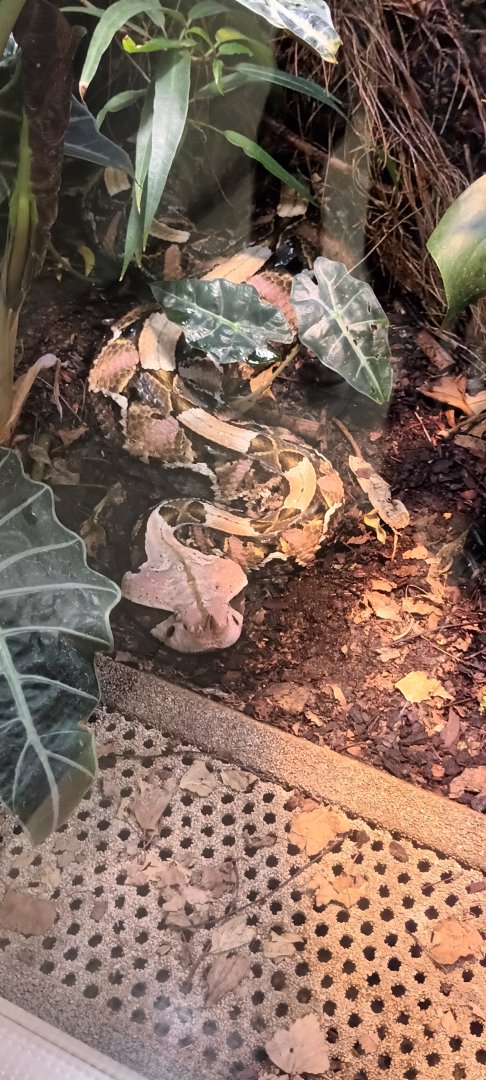 Gaboon Viper