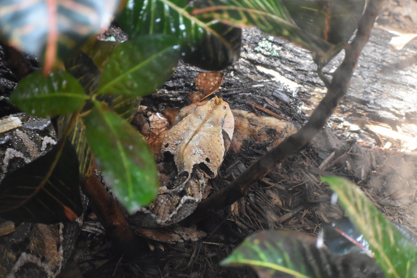 Gaboon Viper