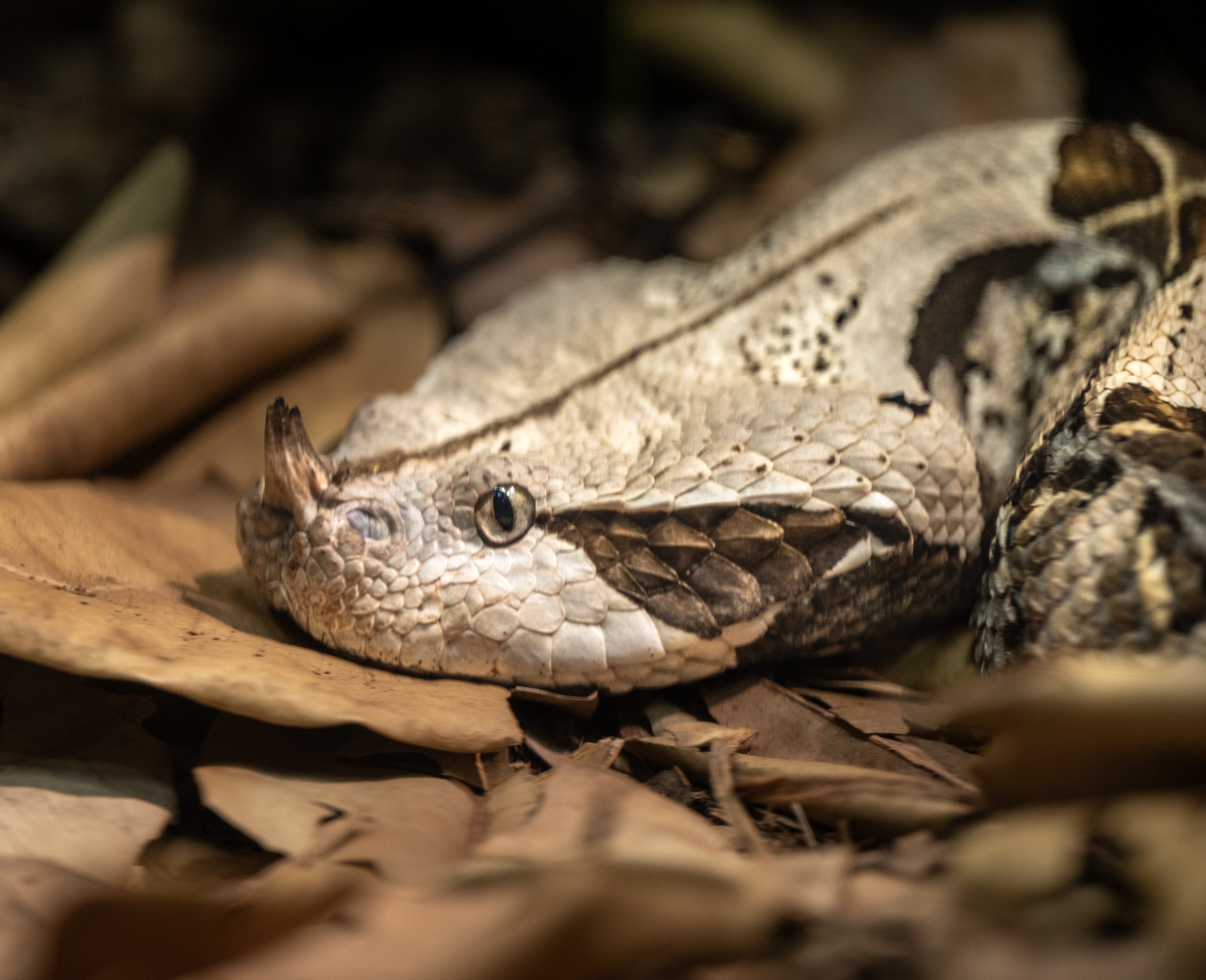 Gaboon Viper