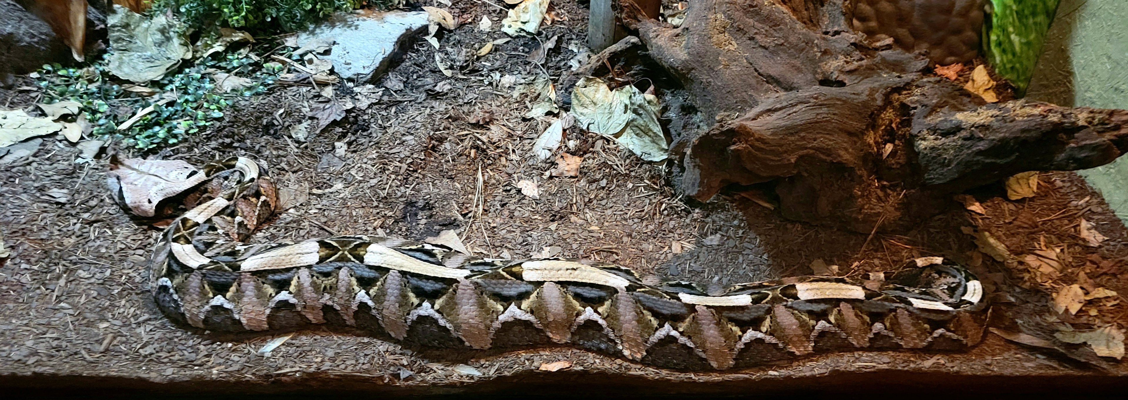 Gaboon Viper