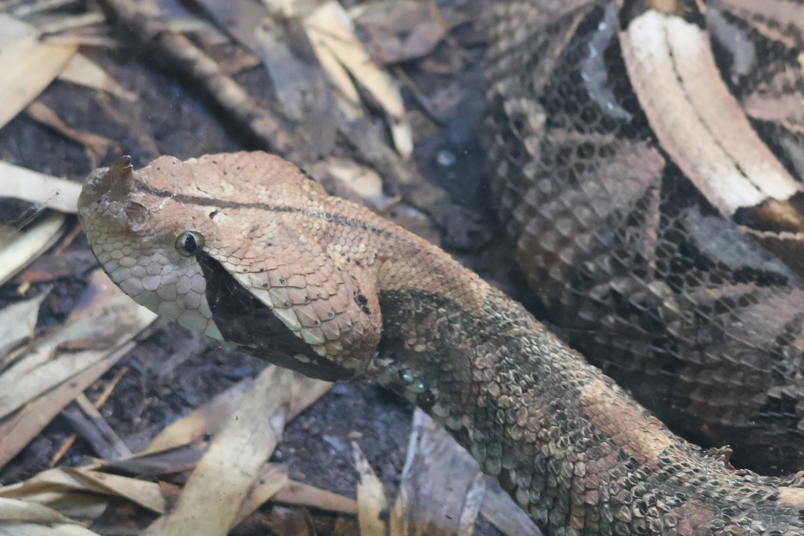 Gaboon Viper